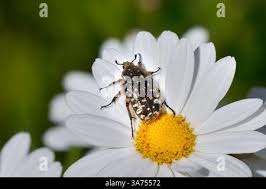 Attēlu rezultāti vaicājumam “Oxythyrea funesta imago”