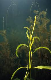 Attēlu rezultāti vaicājumam “Potamogeton lucens”