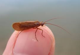 Attēlu rezultāti vaicājumam “Chaetopteryx villosa”