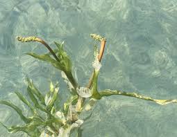 Attēlu rezultāti vaicājumam “Potamogeton praelongus”