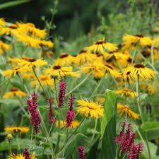 Attēlu rezultāti vaicājumam “Inula helenium leaf”