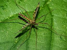 Attēlu rezultāti vaicājumam “Epiphragma ocellare”