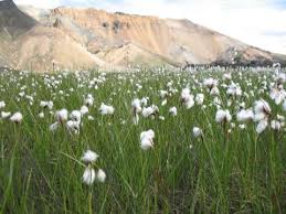 Attēlu rezultāti vaicājumam “Eriophorum angustifolium”