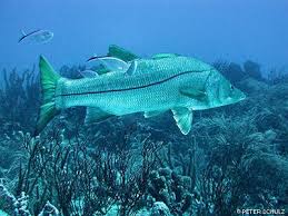 Image result for Centropomus parallelus