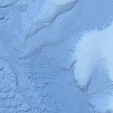 Image result for Tetronarce nobiliana