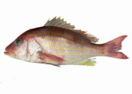 Image result for Lutjanus synagris