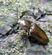 Attēlu rezultāti vaicājumam “Selatosomus aeneus”