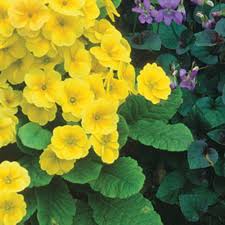 Attēlu rezultāti vaicājumam “Primula x polyantha flower”