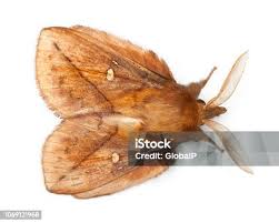 Attēlu rezultāti vaicājumam “Euthrix potatoria”