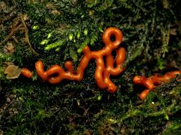 Attēlu rezultāti vaicājumam “Hemitrichia serpula macro”