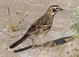 Image result for Chondestes grammacus