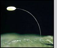 Attēlu rezultāti vaicājumam “Chrysopa eggs”