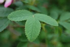 Attēlu rezultāti vaicājumam “Rosa subcanina leaf”