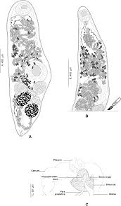 Image result for Hippoglossoides platessoides