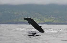 Image result for Mesoplodon bidens