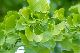 Attēlu rezultāti vaicājumam “Ginkgo biloba”
