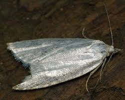 Attēlu rezultāti vaicājumam “Eana argentana”