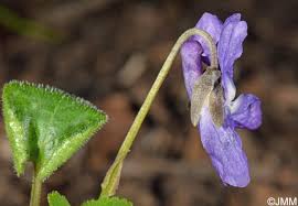 Attēlu rezultāti vaicājumam “Viola collina leaf”