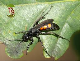 Attēlu rezultāti vaicājumam “Anoplius viaticus”