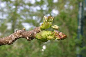 Attēlu rezultāti vaicājumam “Gymnocladus dioicus bud”