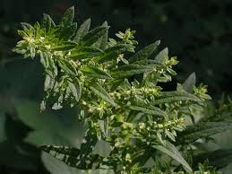 Image result for Chenopodium ambrosioides