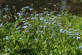 Attēlu rezultāti vaicājumam “Myosotis laxa subsp. baltica”