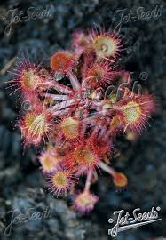 Attēlu rezultāti vaicājumam “Drosera rotundifolia flower”