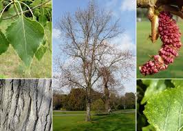 Attēlu rezultāti vaicājumam “Populus x canadensis fruit”