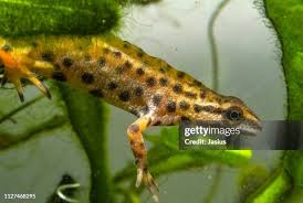 Attēlu rezultāti vaicājumam “Triturus vulgaris male”