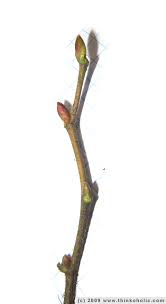 Attēlu rezultāti vaicājumam “Corylus avellana bud”