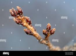 Attēlu rezultāti vaicājumam “Cerasus bud”