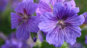 Image result for Storchschnäbel