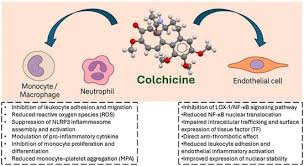 「エンリカ・クローチェ」の画像検索結果