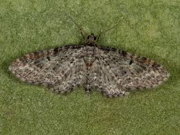 Attēlu rezultāti vaicājumam “Eupithecia subumbrata”