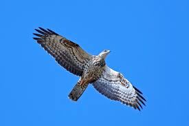 Attēlu rezultāti vaicājumam “Pernis apivorus”