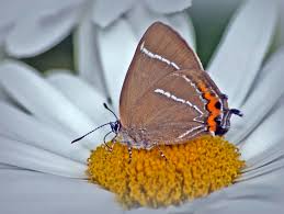 Attēlu rezultāti vaicājumam “Satyrium w-album underside”