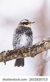 Image result for Turdus eunomus