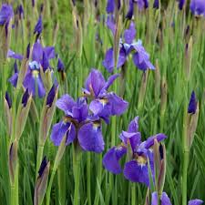 Attēlu rezultāti vaicājumam “Iris sibirica leaf”