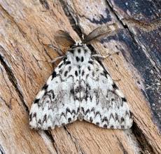 Attēlu rezultāti vaicājumam “Lymantria monacha pupa”