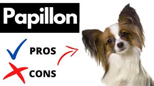Image result for papillon