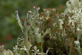 Attēlu rezultāti vaicājumam “Cladonia phyllophora”