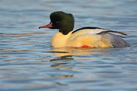 Attēlu rezultāti vaicājumam “Mergus merganser male”