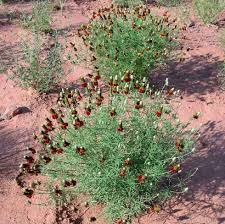 Image result for Ratibida columnifera