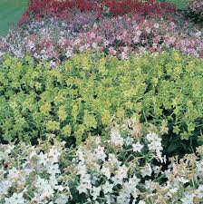 Image result for Nicotiana x sanderae `Perfume`F1