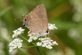 Attēlu rezultāti vaicājumam “Symphytocarpus trechisporus macro”