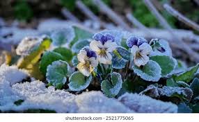 Attēlu rezultāti vaicājumam “Viola x williamsii flower”