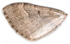 Attēlu rezultāti vaicājumam “Catarhoe rubidata”