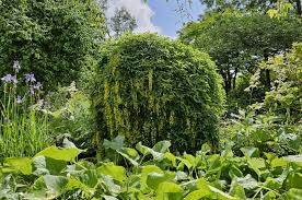 Image result for Laburnum anagyroides
