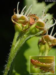 Attēlu rezultāti vaicājumam “Crataegus macracantha flower”