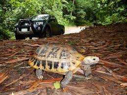 Attēlu rezultāti vaicājumam “Tortula lingulata macro”